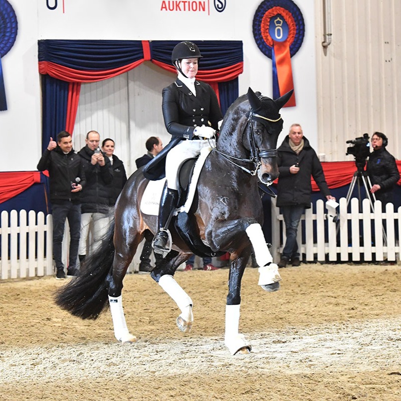 Overall 8.16 mare Laurette (Londonderry x Wolkentanz I) is back in foal to the Grand Prix stallion Franklin for 2026! This is a repeat of the Gold Medal Hanoverian colt Fujita QC.
📸: Franklin by @beelitzkiki
#quanticosporthorses #equine #horses #horsesofinstagram #breedingwithapurpose #breedingforthefuture #dressage #dressagehorse #foal #foalsofinstagram #franklinstallion #londonderry #wolkentanz #hanoverian #hannoveraner #americanhanoveriansociety #foalsof2026