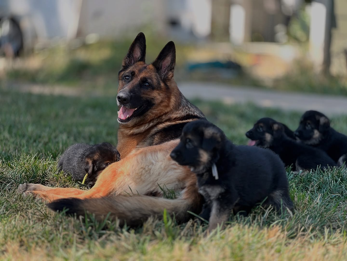 After a few moments of uncertainty the babies all loved being outside today. They loved the grass and kept stretching out and feeling it on their bellies. Lovely play time and a nap in the shade. Maggie was grinning ear to ear having them outside and way playing with them and snuggling. Best part of my day š„°