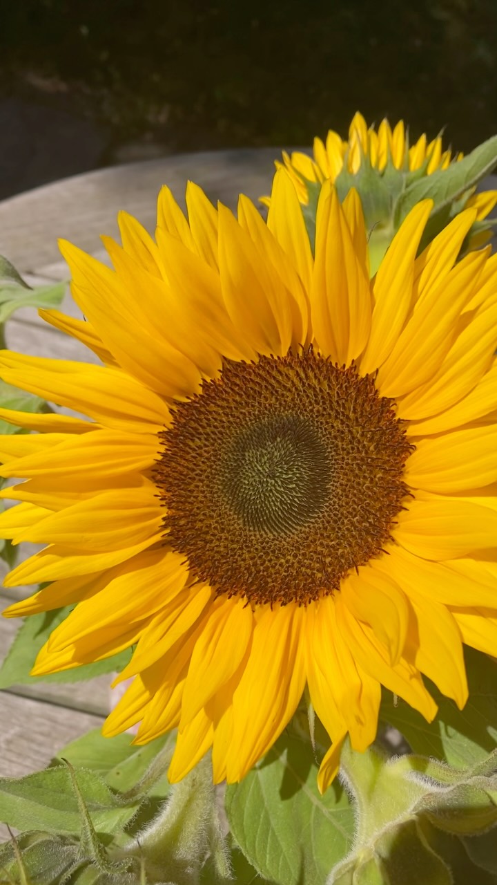 âïžFollow the Sun⊠if you want to!
Summer is bringing out all the qualities of Fire, its ruling element, in obvious and not so obvious ways.
Sunny days and intense heat of course, but also very lively yang energy: more action and emotion, the desire to be seen⊠it is the perfect time to be out and about, so by all means surf that wave, especially if you are on the shy side!
But if you are feeling a bit overwhelmed by all this yang vibe, thatâs okay too. Remember: Feng Shui is all about balance. So if you need to cool things down, look for more yin. Wear or surround yourself with cool colors, such as grey and blue, and anything related to calm water. Start a little conversation between Yin & Yang, Water & Fire!
đ«đ· Suivez le soleil⊠si vous le voulez !
LâĂ©tĂ© exprime toutes les qualitĂ©s du Feu, son Ă©lĂ©ment directeur, de maniĂšre plus ou moins Ă©vidente.
De belles journĂ©es ensoleillĂ©es et des chaleurs intenses Ă©videmment, mais aussi des Ă©nergies Yang trĂšs vivaces: plus dâactions et dâĂ©motion, lâenvie dâĂȘtre vu⊠bref, câest le meilleur moment pour ĂȘtre dehors, alors nâhĂ©sitez pas Ă surfer cette vague, surtout si vous avez une tendance Ă la timiditĂ©.
Mais si vous vous sentez un peu dĂ©passĂ© par toutes ces vibes Yang, câest ok aussi. Nâoubliez jamais que le Feng Shui est toujours une question dâĂ©quilibre. Si vous souhaitez calmer le jeu, il faut chercher plus de yin. Pensez Ă porter ou Ă vous entourer de couleurs froides, comme le gris et le bleu, ou de tout ce qui reprĂ©sente lâeau calme. Lancez une petite conversation entre le Ying et le Yang, lâEau et le Feu!
#summervibes #conseilfengshui #fengshuiexpert #fireenergy #yinyang
#fengshuimagic