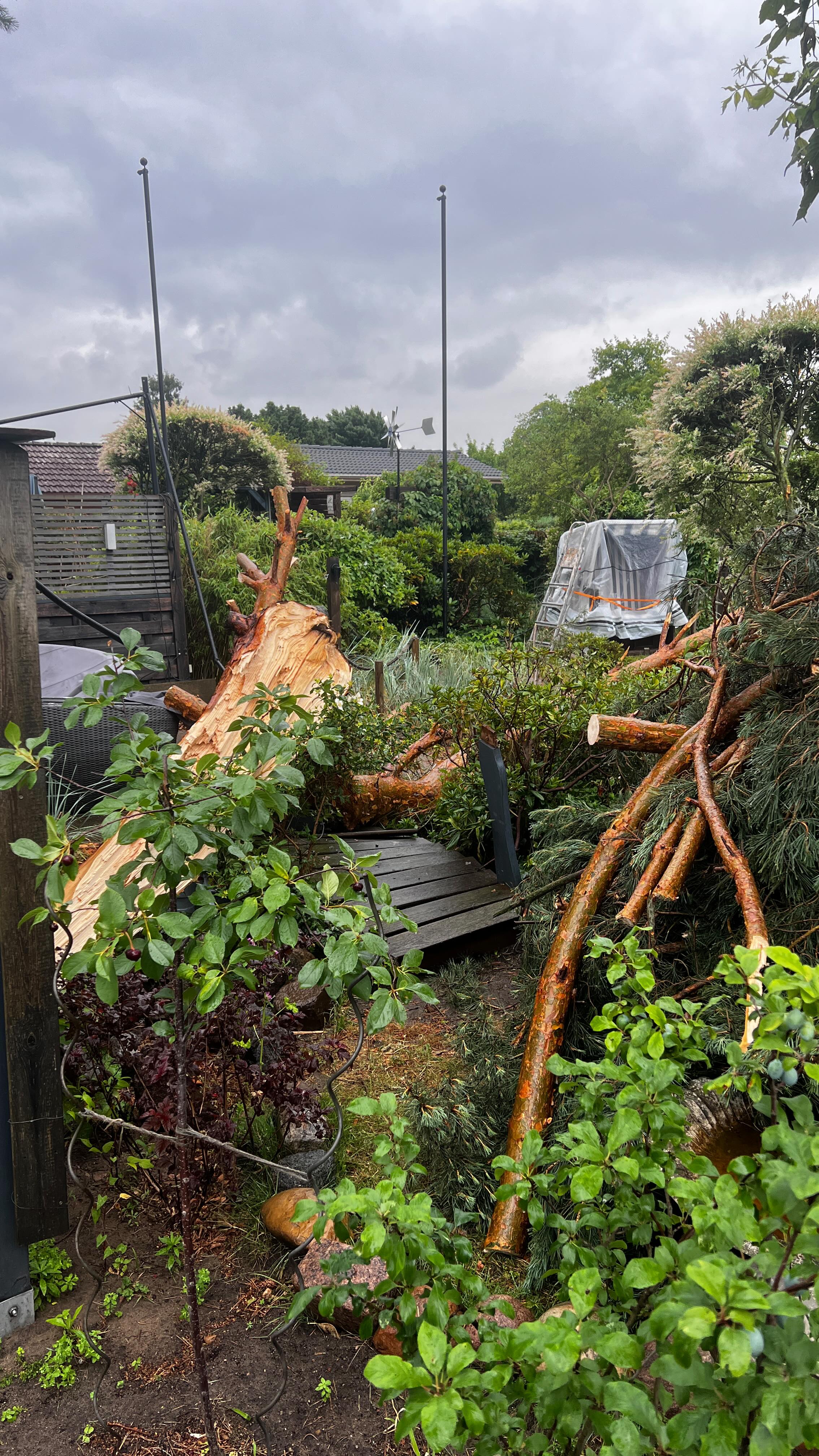 Three weeks ago, a powerful storm hit Berlin.
Hundreds — maybe thousands — of trees were damaged, along with many homes, cars, and garages.
This one was our first emergency call.
The tree had split at a weak point in the trunk, and the massive crown broke off, landing in the neighbor’s garden.
Luckily, the neighbor had gone inside just five minutes before the rain started.
In the end, only minor damage — and no one was hurt.
⸻
Vor drei Wochen zog ein heftiger Sturm über Berlin.
Hunderte – vielleicht sogar Tausende – Bäume wurden beschädigt, zusammen mit vielen Häusern, Autos und Garagen.
Das war unser erster Notfall-Einsatz.
Der Baum war an einer Schwachstelle im Stamm gebrochen, und die riesige Krone landete im Garten des Nachbarn.
Zum Glück war der Nachbar nur fünf Minuten vorher ins Haus gegangen.
Am Ende nur geringer Sachschaden – und niemand wurde verletzt.
———————
#baumpflege #baumarbeiten #baumnotdienst #sturmberlin #berlin #sturmschäden #treework #treecare #arborist #treeclimbing #dmm #roperunner #notch #teufelberger