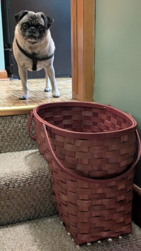 Contain it. Portia approves of this @goodwillintl stair basket find
#organizingtips #organizinginspiration #professionalorganizer
#pugsofinstagram❤️