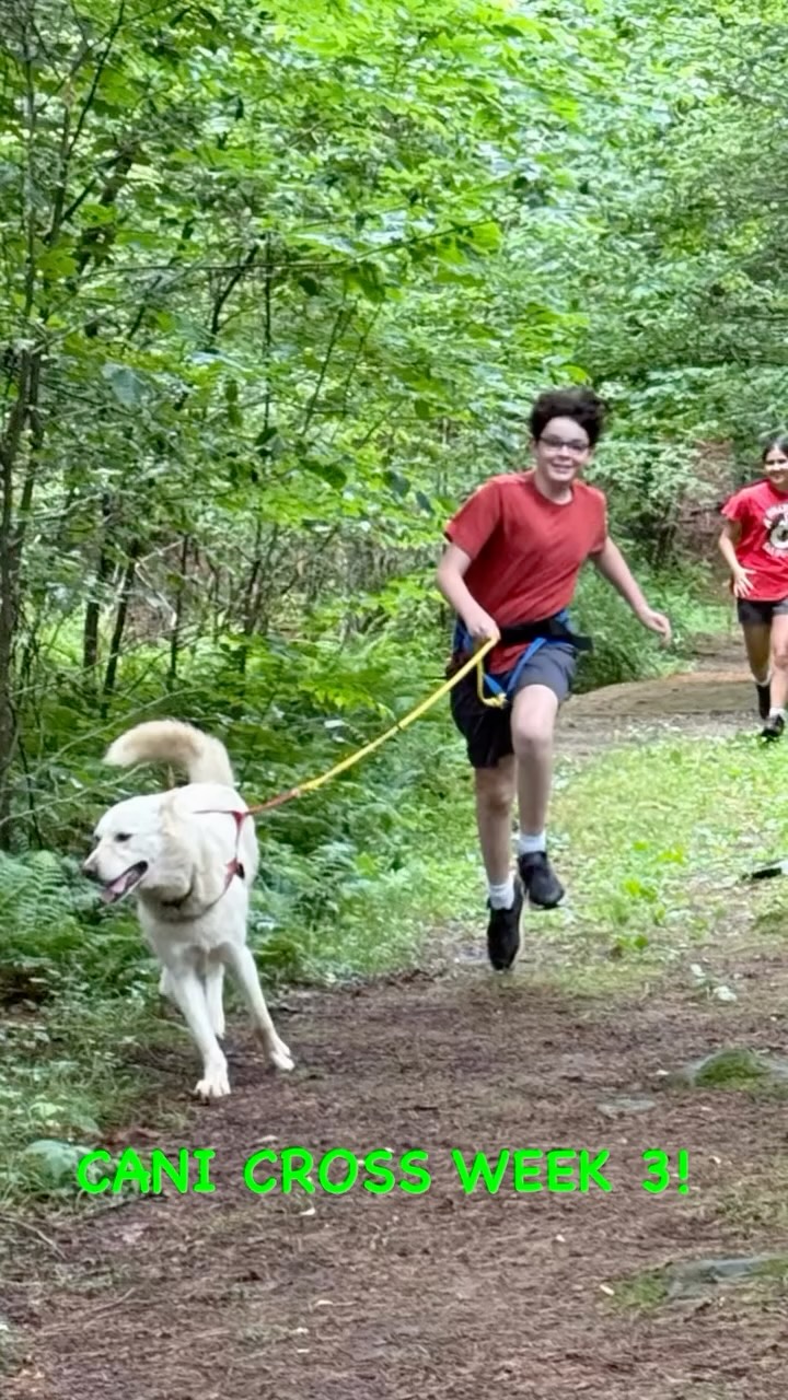 CANI CROSS WEEK 3 SLED DOG CAMP! hilltownsleddogs.com/camp #hilltownsleddogs #sleddogcamp #summercamps #canicross #kidsanddogs #greatoutdoors