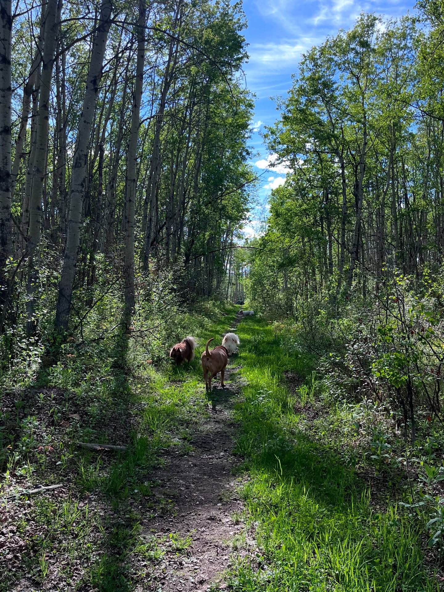 Summer days are flying by out here ☀️ Heads up - we’re booking into September! (And Christmas! Eek! But let’s not talk about the “S” word yet)
Bookings are first come, first served with a deposit. If your dates are full, don’t stress! There is an option to submit to our waitlist and we will contact you if anything opens.
As always, thank you for trusting us with your furry family 💚🐾