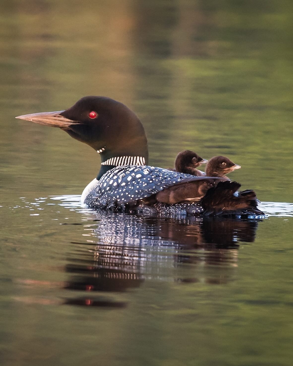 BREAKING NEWS from The White Pines:
Local loon caught heckling anglers again this morning.
Witnesses report a series of sarcastic yodels after several missed casts.