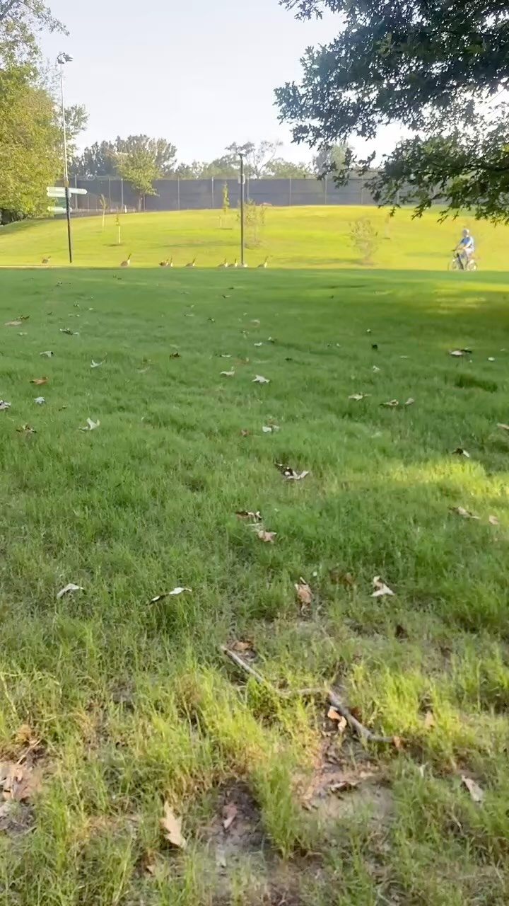 For some reason it made me think of Le Tour de France! 🚴♂️🚴♀️🚴🦆🦆🦆