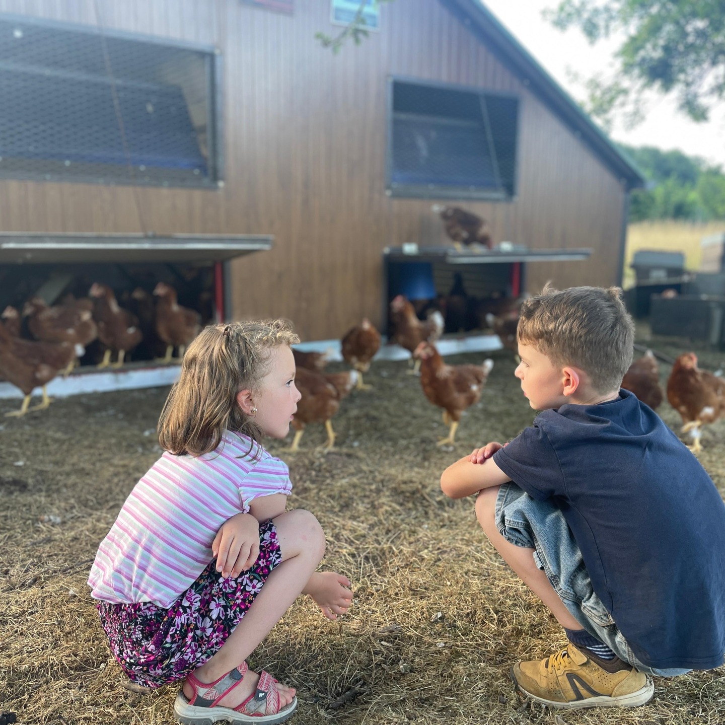 🐣 La relève est déjà là.
Chez Les Ritzen’Cot, c’est toute la famille qui s’implique — même les plus jeunes 🐥
Ici, ce sont les enfants de Nicolas, attentifs, curieux, et déjà bienveillants avec les poules.
On apprend tôt ce que veut dire respecter le vivant, prendre soin, observer, et partager.
C’est ça aussi, le bon sens paysan : transmettre par l’exemple.
💚 Merci à eux, et