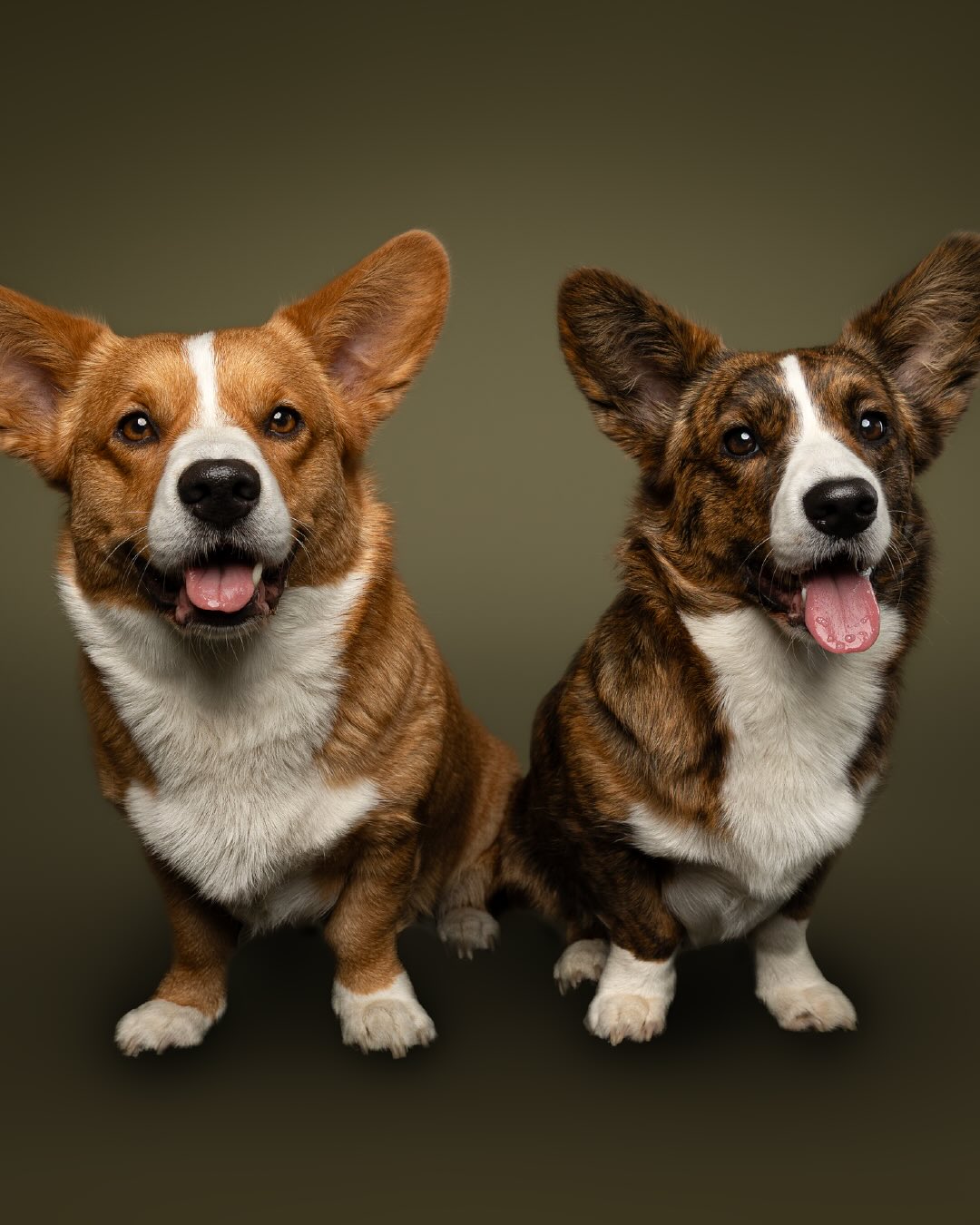 De eerste shoot in de studio met twee hondjes! 🐶🐶 @sebbiethecorgi stonden bij een test shoot model en wat deden ze het goed! En ohja! Je ziet het goed, olijfgroen is ook toegevoegd aan de achtergrondkleuren 💚
#corgi #fotoshoot #nijmegen #fotostudio #hondenliefde #huisdier #hond #hondenfotograaf