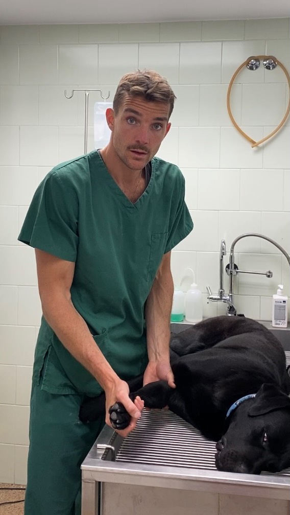 🎥 El Black i la seva segona oportunitat 💪🐾
🖤 El Black és un gosset🐕🦺 que va arribar a la clínica amb un problema molt seriós:
👉 Tenia malaltia del compartiment medial del colze, una forma severa de displàsia que li provocava molt dolor, coixera constant i dificultats per aixecar-se.
Molts dies ni caminava… estava trist, abatut i sense ganes de viure😢.
💉 Després d’un estudi complet (radiografies, anàlisis de sang, TAC i valoració ortopèdica), vam decidir actuar:
✅ Se li va realitzar una artroscòpia @laparoendovet on s'eliminaria tot el cartílag desvitalitzat de la zona afectada utilitzant una fresa i posteriorment netejant per afavorir la regeneració del teixit.
🦴 Vam completar el tractament amb una osteotomia cubital biobliqua, una cirurgia ortopèdica que millora l’alineació i descarrega el compartiment medial.
⏳ Han passat 5 mesos de la cirurgia i… MIREU-LO ARA! 🐶✨
🎉 El Black corre, juga, s’aixeca sense problemes, i torna a ser el gos alegre i afectuós que era.
📈 La seva qualitat de vida ha canviat radicalment. Aquest és el poder del diagnòstic precoç i els tractaments avançats en traumatologia veterinària.
📣 A tu també et preocupa el colze del teu gos?
🔍 La displàsia de colze afecta especialment a races grans com:
🔸 Labrador Retriever
🔸 Pastor Alemany
🔸 Golden Retriever
🔸 Rottweiler
🔸 Bernès de la Muntanya
🔸 Bullmastiff, entre d’altres
🎯 Signes d’alerta que no has d’ignorar:
✔️ Coixera intermitent o crònica
✔️ Rigidesa en fred o després de descansar
✔️ Reticència a caminar, saltar o jugar
✔️ Canvis d’humor o apatia
💡 Recomanem a tutors amb gossos de races predisposades:
✅ Fer controls precoços entre els 4 i 8 mesos d’edat
✅ Utilitzar tractaments condroprotectors com a suplement preventiu
✅ Controlar el pes i evitar exercicis d’impacte durant el creixement
📩 Si el teu pelut presenta símptomes similars, estem aquí per ajudar-te!