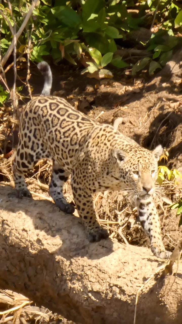 🐆 🇧🇷 MARCELA ON THE HUNT 🇧🇷 🐆
Offspring of the legendary huntress Medrosa, Marcela is a force to be reckoned with! It’s been amazing to observe her hunting behaviour, swimming, climbing, striding across large fallen trees. Marcela sure is living up to her mother’s reputation.
#WildCatImaging #WildCatProject #WildCatConservation #WildCatPhotography #BigCatConservation #SaveTheWildCats #WildlifePhotography #WildCatsOfInstagram #WildlifeImaging #CatConservation #WildlifeProtection #NatureLovers #ConservationPhotography #EndangeredSpecies #WildlifeConservation #SaveOurWildlife #ProtectOurPlanet #NaturePhotography #WildlifePlanet #PlanetEarth #InstaWildlife #NatureLoversOfInstagram #WildlifeShots #AnimalsOfInstagram #ExploreTheWild #WildlifeProtection #CatsOfInstagram #AnimalLovers #ExploreWildlife #NatureAddicts