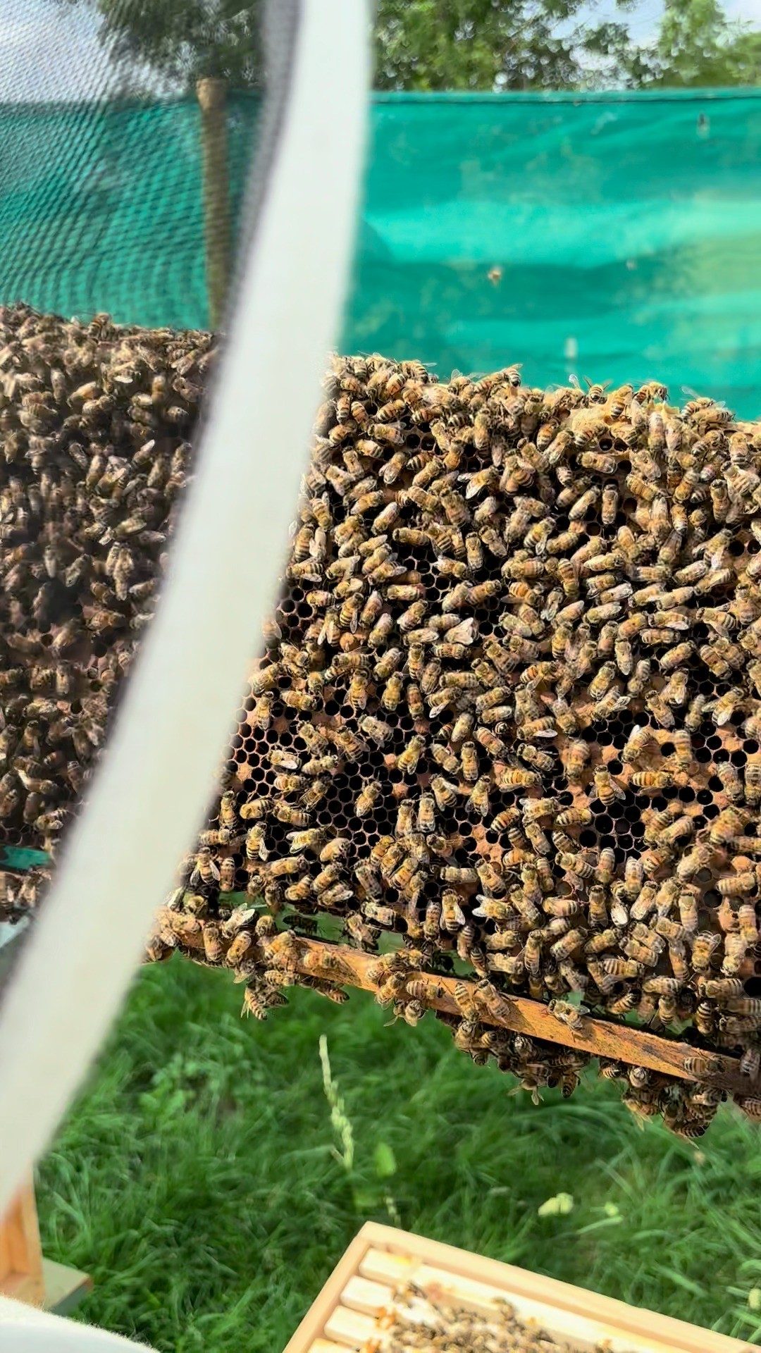 Want to get the inside scoop straight from the apiary? 🐝 Our latest Yorkshire Apiaries Monthly Buzz Newsletter just dropped, and it's packed with all our summer adventures!
This month, we're diving into:
😬 The ongoing wasp management challenge (it's real!)
🤔 Our big "to split or not to split" hive dilemma
👑 A happy update on last month's missing queen saga!
🌸 All the beautiful new pollinator-friendly flowers we've added!
...and a sneak peek at honey extraction next month (get on that waiting list! 😉)
Don't miss out on the buzz! Sign up for our newsletter via the link in our bio to get all our updates, stories, and honey news delivered straight to your inbox!
👉 You can sign up to our newsletter on the website homepage www.yorkshireapiaries.uk (link in bio)
#YorkshireApiaries #BeekeepingUK #Newsletter #Pollinators #Honeybees #SupportLocal #BeeFriendly #MonthlyUpdate #SustainableBeekeeping