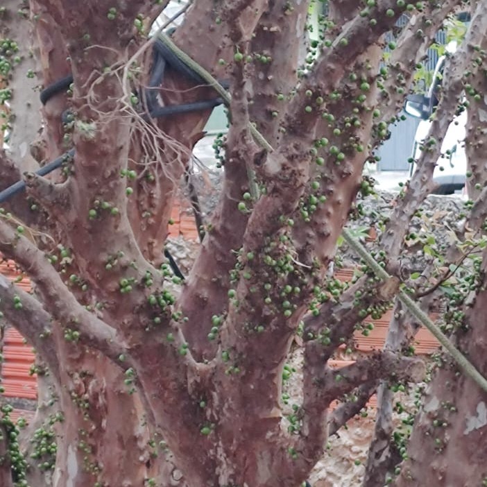 Pé de jabuticaba pronto pra dar o fruto.