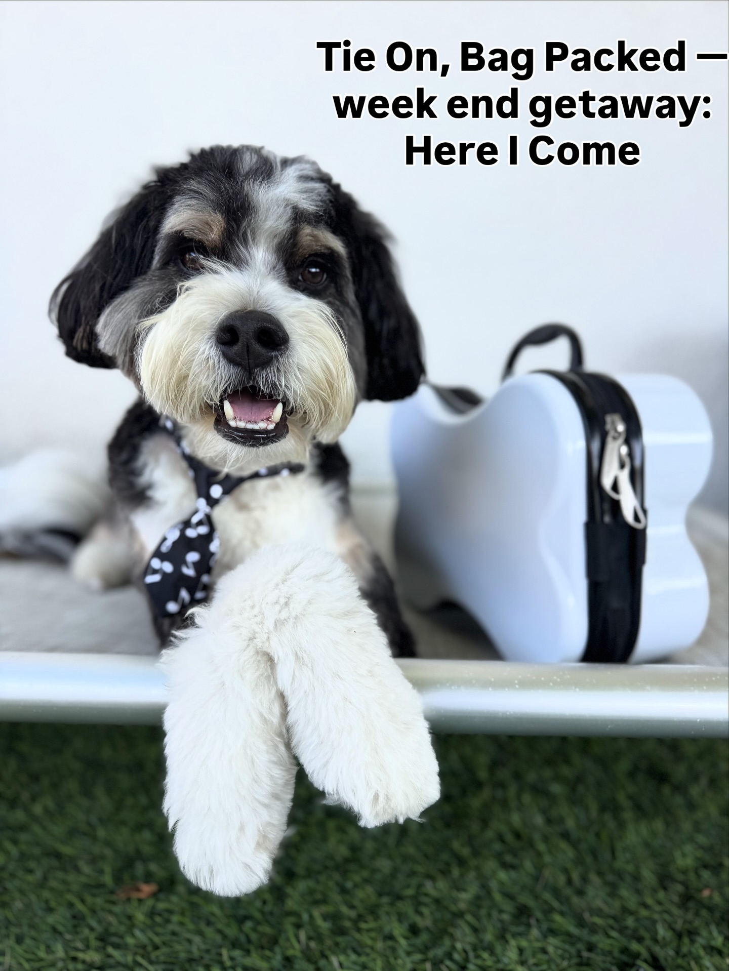 Nacho is looking forward to his week end getaway with his sister! Isnât he so dapper? #bernedoodlesoflosangeles #weekendgetaways #getawayweekend