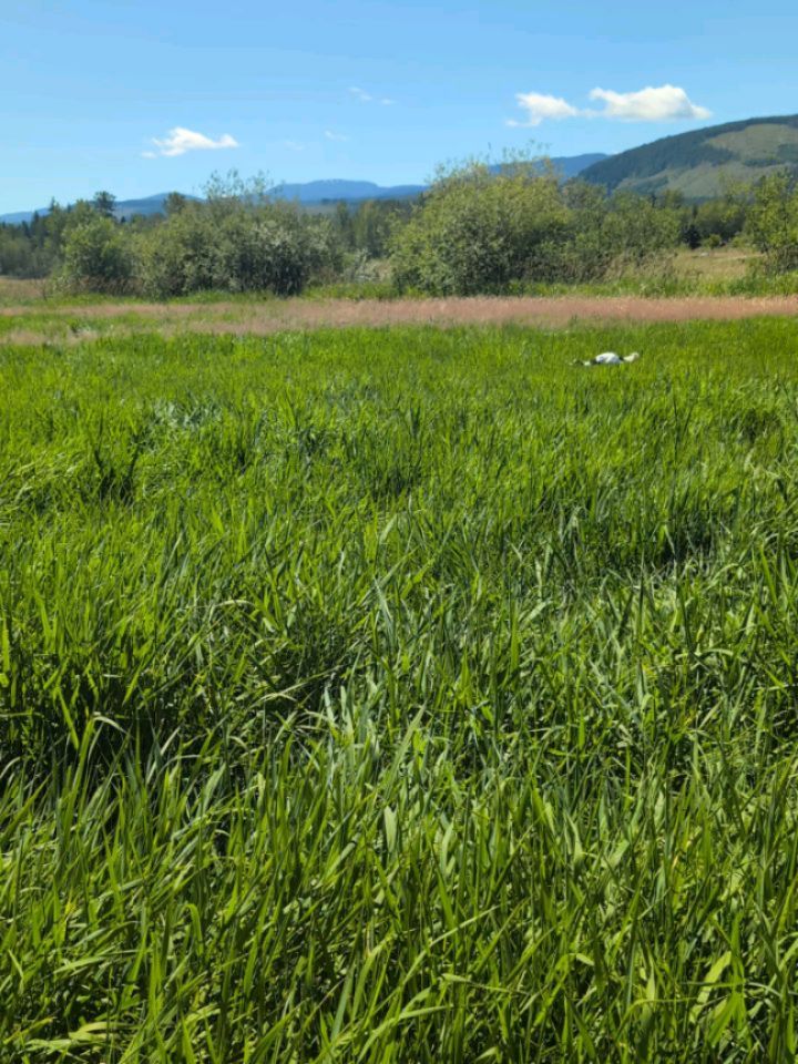Such a great day for training!
#dog #hunt #birddog #birddogofday #joy #sun #bestday