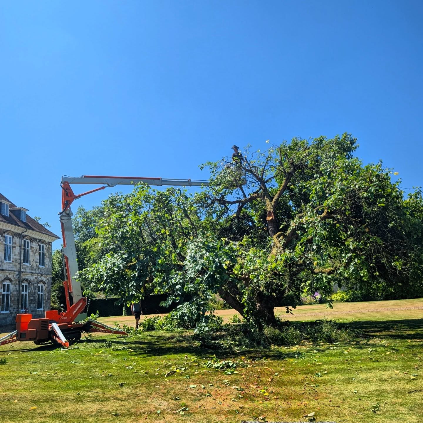 An absolute pleasure to work on this one of a kind Mulberry tree, sadly having lost a large portion of the upper canopy it required some serious surgery to retain what is likely to be a 200 year old specimen in the meticulously maintained Bishops Palace garden 🌳 @amtreesurgeon delivering his expertise and mobile ladder to the party as part of an urgent call out for the client to ensure the retention of this magnificent tree 🪜🏗️ @m1waymason and @freddie.halls on the drag and tidy up 🧹
#treework #treesurgeon #arborist #treecontracting #arb #treereduction #winchestertreesurgeon #andovertreesurgeon #hampshiretreesurgeon #wiltshiretreesurgeon #salisburytreesurgeon #berkshiretreesurgeon #basingstoketreesurgeon #oldtree