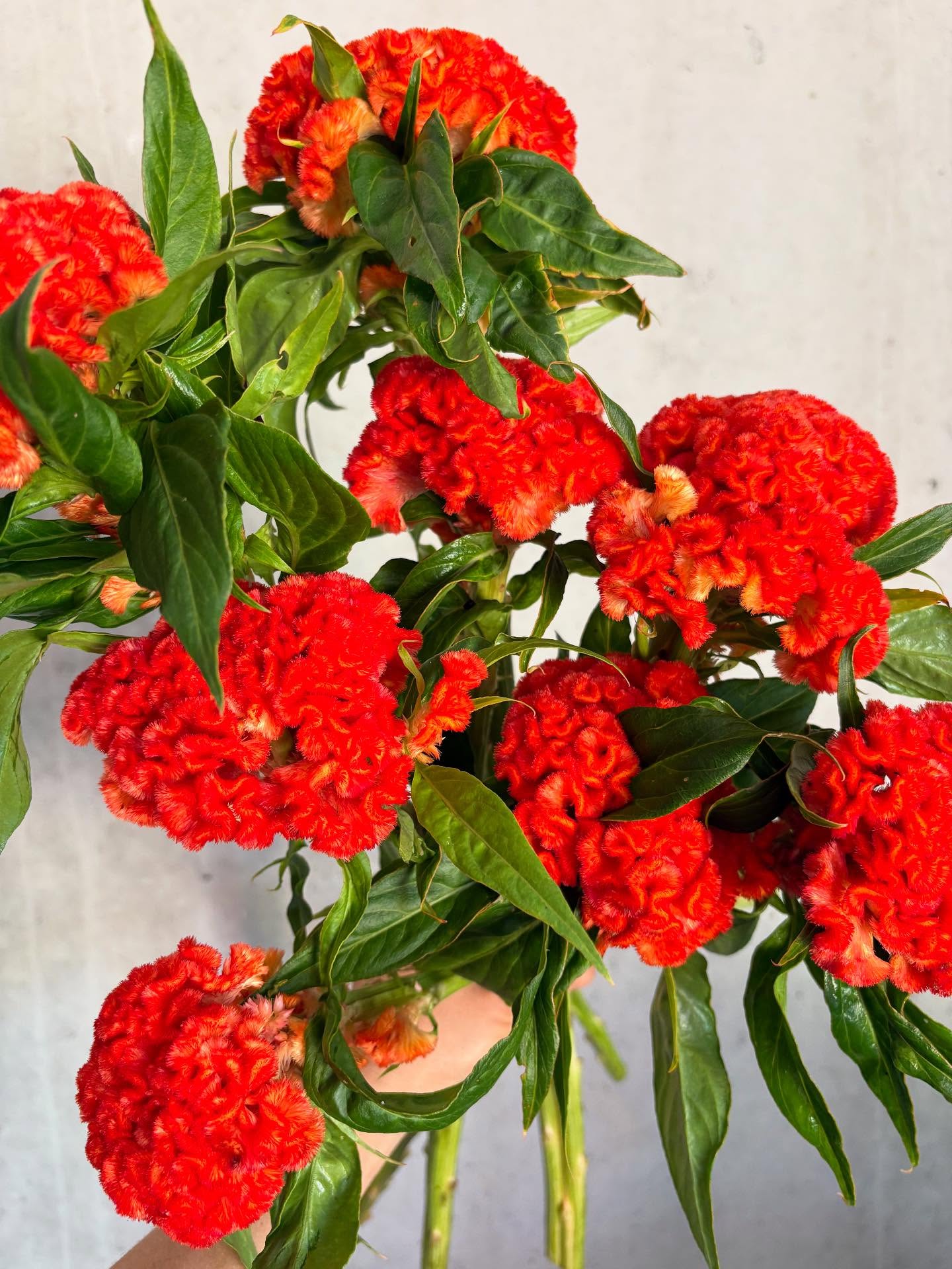 It’s high summer and the Georgia heat has arrived! ☀️
Some of our summer flowers are bringing the heat with their intense colors. ❤️🔥 We have (in order of appearance):
🔥 Celosia ‘chief persimmon’
🔥 Summer sunnies (assorted varieties)
🔥 Amaranth ‘hot biscuits’
🔥 Heliopsis ‘red shades’
🔥 Gomphrena ‘QIS Orange’
🔥 And every shade of your summer favorites like zinnias!
Find them at the farm store Thursdays and Fridays from 1-4pm along with our other summer treats like honey and house made berry jam. 🍓
#flowerfarm #toccoa #curraheemountain #celosia