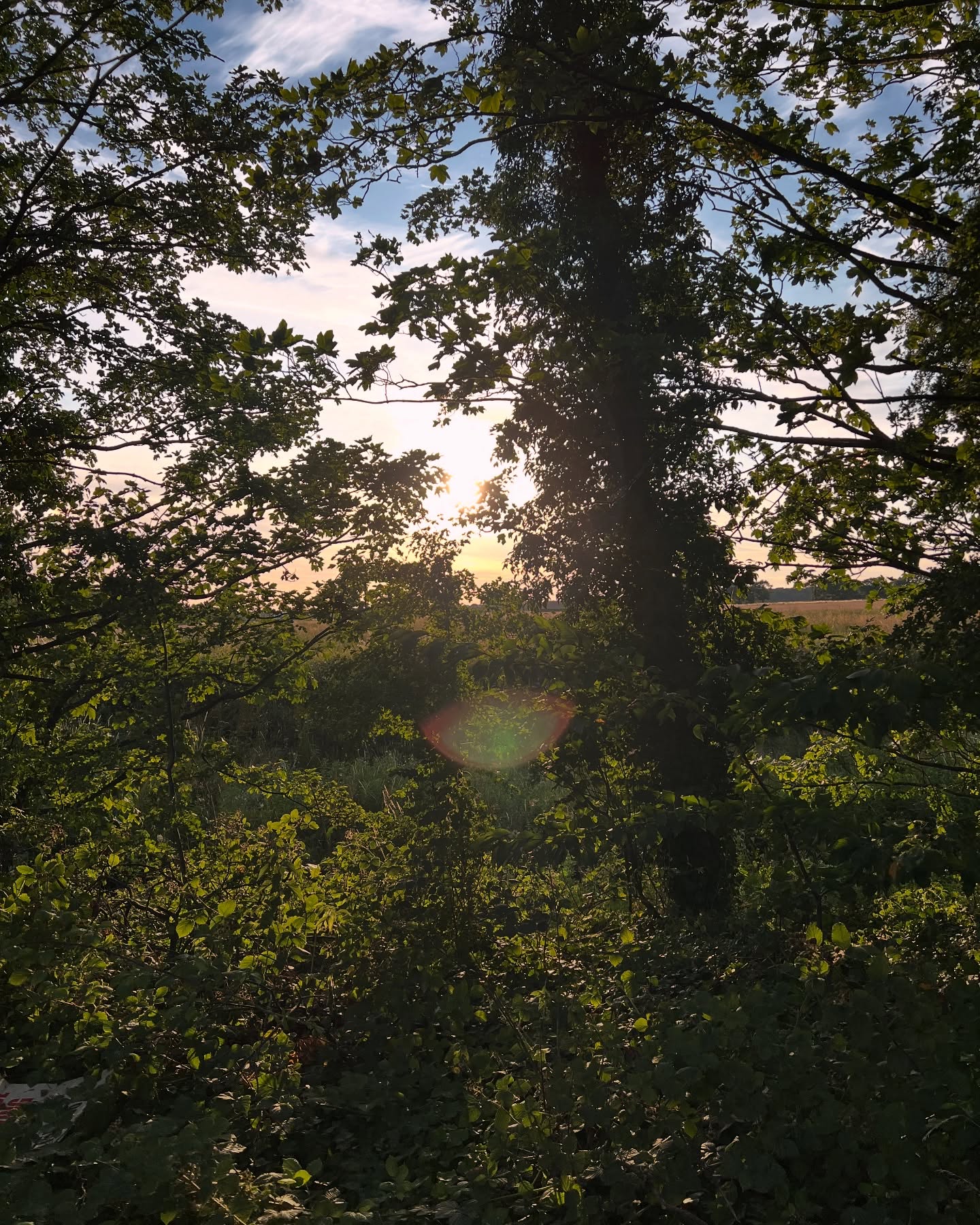 Just walking back to my car from work and got this view. Have to love how beautiful nature can be, yet we don’t really care about the earth in the same way as other things.
#photographer #photography #nature #earth #sun #sunset #photographyislife #environment #tree