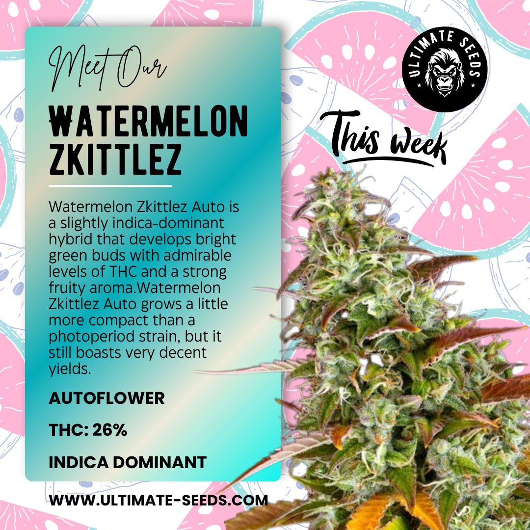 Discover our delicious fruity flavours. This week highlight: "Watermelon Zkittlez Autoflower"! 😍🍉🍉🍉💥