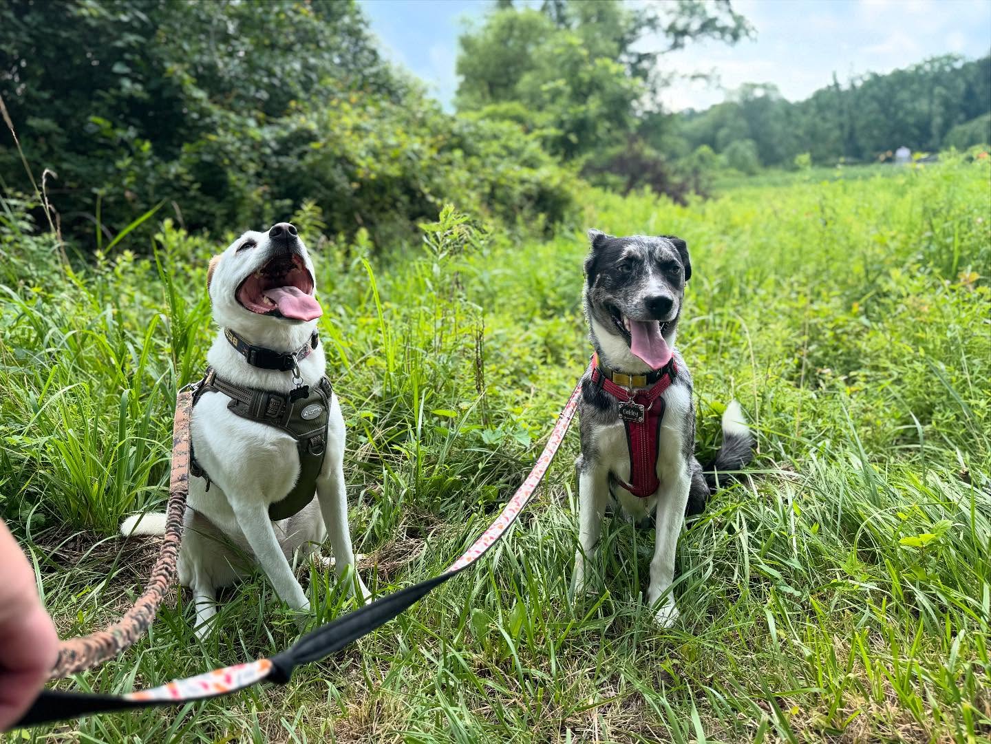 Life lately. ๐พ๐พ
#WilmingtonDE #HockessinDE #DelawarePets #DelawareDogWalker #WilmingtonPets #HockessinPets #DEdogs #PetSitterDelaware #WilmingtonDogWalker #HockessinDogWalker #NewCastleCountyPets #AllCreaturesPetCare