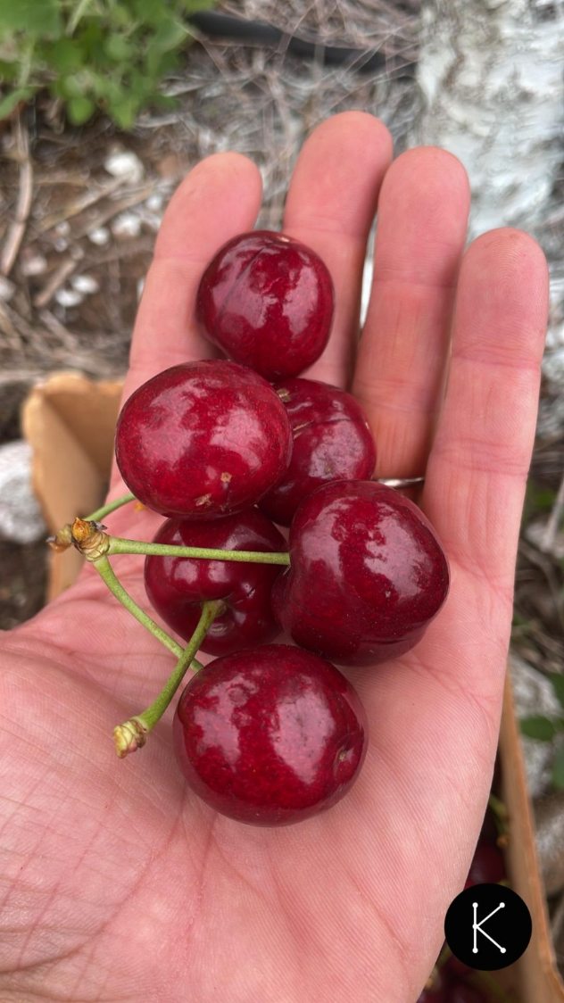 Últimas cerezas de la temporada 🍒✨
El caviar rojo llega a las fruterías de Asturias de la mano de @feitoytoyosa como broche final de campaña. Lo mejor para el final….
¡No te las pierdas!
#kumacherries #FeitoyToyosa #allande #Linares #Asturias #productosdeasturias #productosasturianos #productores #productodeproximidad #cangasdelnarcea #suroccidenteasturiano #Suroccidente #Agricultura #AgriculturaConPasión