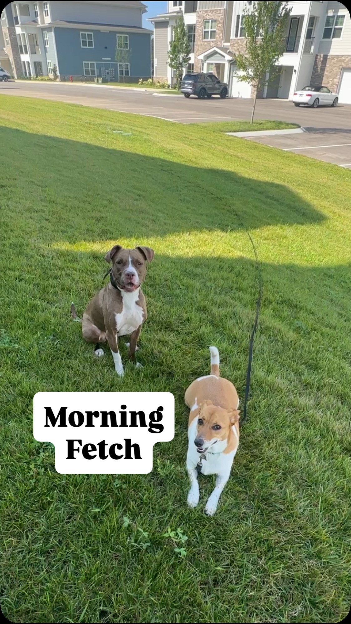 Happy Hot 🥵 Tuesday!
Ellie Mae the Corgle and Mila the American Bully 🇺🇸 here just playing some good ole fetch!
Once we get past a certain point, I typically fade my rewards from kibble, to toys, to touch, then ultimately to whatever motivates the dog.
Using intrinsic motivators, like being able to chase, stalk, and pounce on Mila, is the highest motivation you could ask for for this little Beargi!
#corgimix #americanbully #dogtraining #fetch #offleash