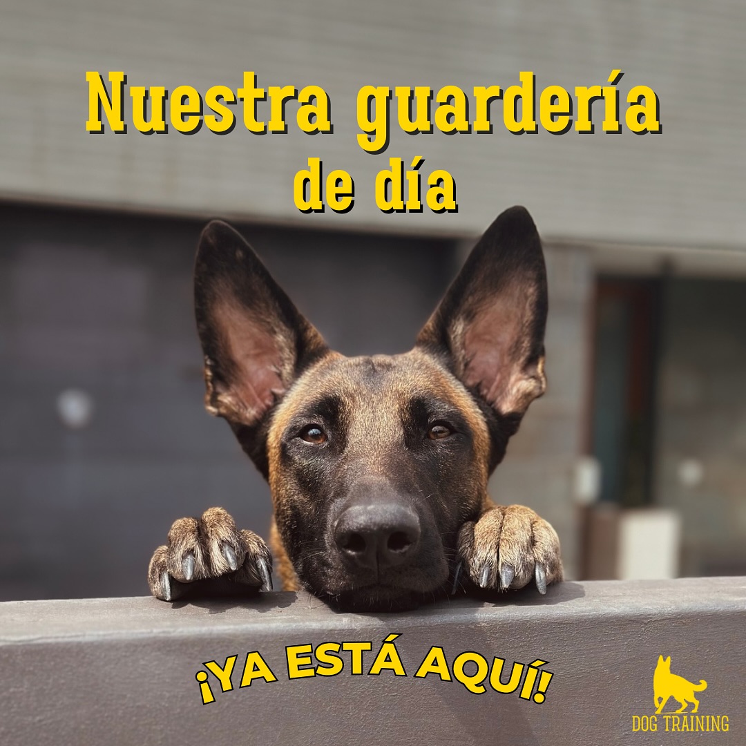 Llevábamos tiempo con ganas de hacerlo… ¡y ya está aquí!
Nuestra guardería canina arranca oficialmente💛
Un espacio donde los perros se lo pasan bien, pero también aprenden, se relacionan y están siempre supervisados por nosotros.
Lo hemos hecho con mucho cariño, teniendo en cuenta todo lo que nosotros querríamos para nuestros propios perros.
👉 En el carrusel tenéis toda la info
📲 Si os interesa, podéis escribirnos por WhatsApp o por Insta
⚠️ Las plazas son limitadas, así que mejor no dormirse 😜
~
#dogtraining #educacioncanina #socializacioncanina #pastorbelgamalinois #guarderiacanina #perrosfelices