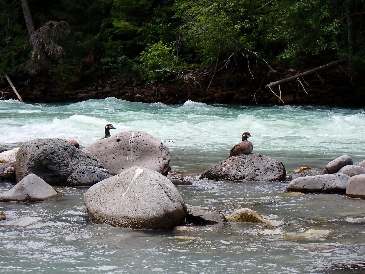 Scouting out a short and exciting intermediate run that starts on the Callaghan River and merges with the Cheakamus. There’s opportunity for multiple runs alongside read-and-run sections and shore-based scouting. The take out is quite abrupt and if missed can lead into running the start of a technical canyon.
@nrsweb
@pyranha.kayaks
@lendalna
#whitewater #paddling #kayaking #outdoors #training #adventure