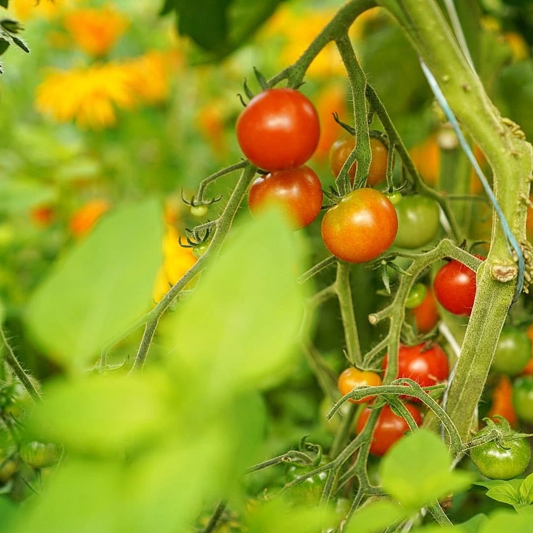 All the veggies well on their way in the garden ~ exciting to start to welcoming in the ripening tomatoes, aubergines and peppers!
@ffermyfelin supply @caffirfelin with its delicious harvests, and we also sell the produce fresh in the Shop onsite here! Keep an eye out on our stories and follow Fferm y Felin for updates on what's available week to week!
This week from the garden there's salad bags, kale, chard, broad beans, courgettes, beetroot, potatoes, garlic, basil, sugar snaps 🌱
And from @organicnorthwholesale we have red and white onions, and bananas. We'll have pears, apples, lemons, ginger, butternut squash, carrots, cabbages and more in on Tuesday next week also!
You'll further find a plentiful selection of organic wholefoods in the shop, as well as locally made crafts🌞
Siop Y Felin ~ Open everyday, 10 - 6
Caffi'r Felin ~ Open Fri ~ Sun, 10 - 4
...
Lle llond llysiau blasus o'r ardd ~ mae'n cyffrous gweld pob dim yn dod yn eu blaen rwan!
Mae'r caffi yn defnyddio cynnyrch gen yr ardd ar gyfer ei phrydau pob wythnos. Mae Siop Y Felin hefyd yn gwethu'r llysiau'n ffres ~ cadwch lygaid ar ein instagram ac @ffermyfelin ar gyfer diweddariad o beth sydd ar gael pob wythnos.
Wythnos yma bydd salad, cêl, siard, ffa llydan, betys, tatws, garlleg, basil a pys (sugar snaps).
Mae nionod a bananas ar gael gan @organicnorthwholesale
Mi fydd fwy o ffrwytha a llysiau ar dydd mawrth nesa hefyd🌻