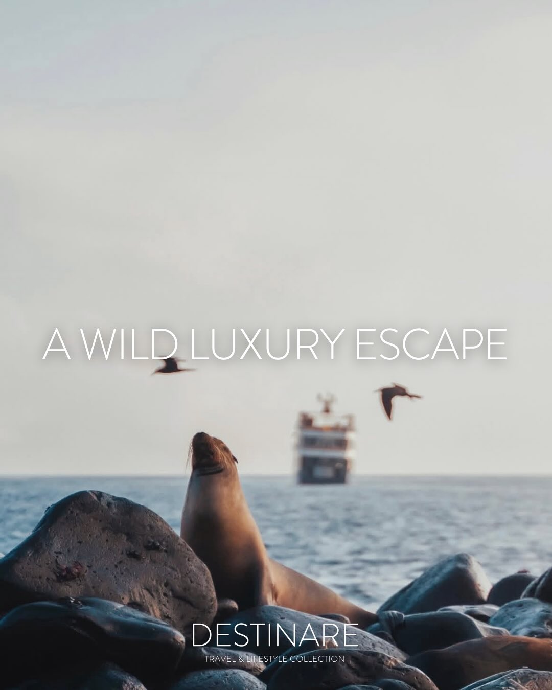 ✨ We’re beyond excited to embark on a once-in-a-lifetime journey with Ecoventura in just a few weeks — and trust us, this is no ordinary adventure! 🌊🐢🌋
Imagine waking up each morning to panoramic ocean views, spending your days snorkeling with sea lions and turtles, kayaking crystal-clear waters, exploring ancient lava fields, and dining under the stars — all aboard a luxury expedition yacht designed with sustainability at its heart. 🌿⚓️
From handcrafted cocktails and cooking classes to evening naturalist talks, Ecoventura brings the Galápagos Islands to life in the most magical, eco-conscious way.
This is the Galápagos like you’ve never seen it before — raw, pure, and beautifully curated for those who seek wonder and connection. ✨
🌟If you’re curious about @ecoventura_galapagos and want to be part of a self-guided FAM trip, reach out to us at info@destinaretl.com.🌟
And don’t forget to follow along for an inside look at this unforgettable adventure! 🌍🐦☀️
.
.
#DESTINARE#GalapagosWithEcoventura #LuxuryAdventure #FAMTrip #TravelWithPurpose #EcoventuraExperience #yacht #island #nature #LuxuryLifestyle #LuxuryTravel