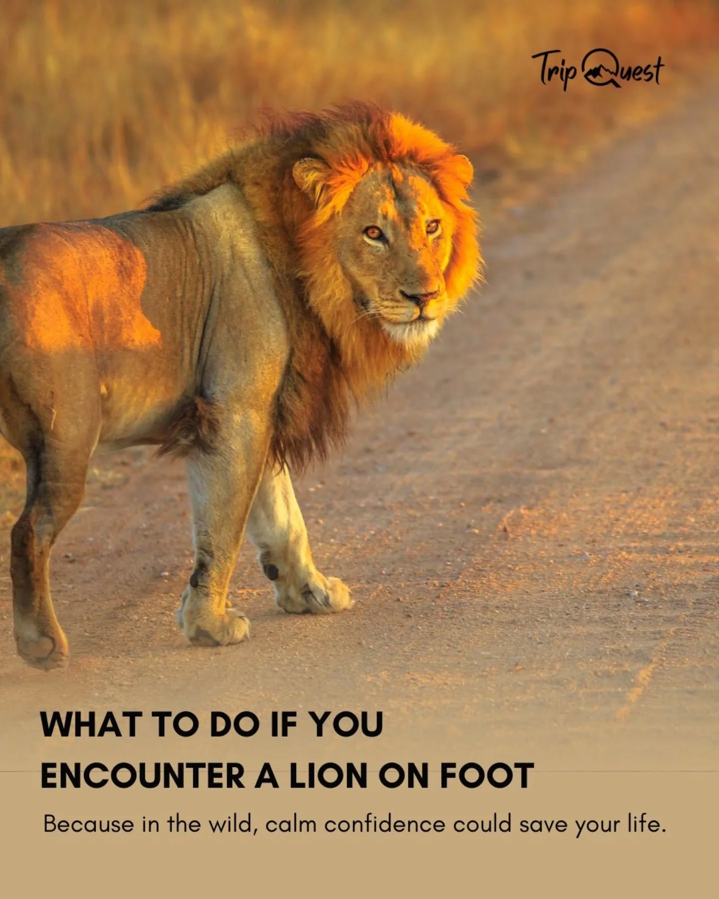 Tag a friend you’d bring to the wild. 🌍🦁
#SafariTips #LionEncounter #WildlifeSafety #TravelSmart #HellsGate #KenyaWildlife