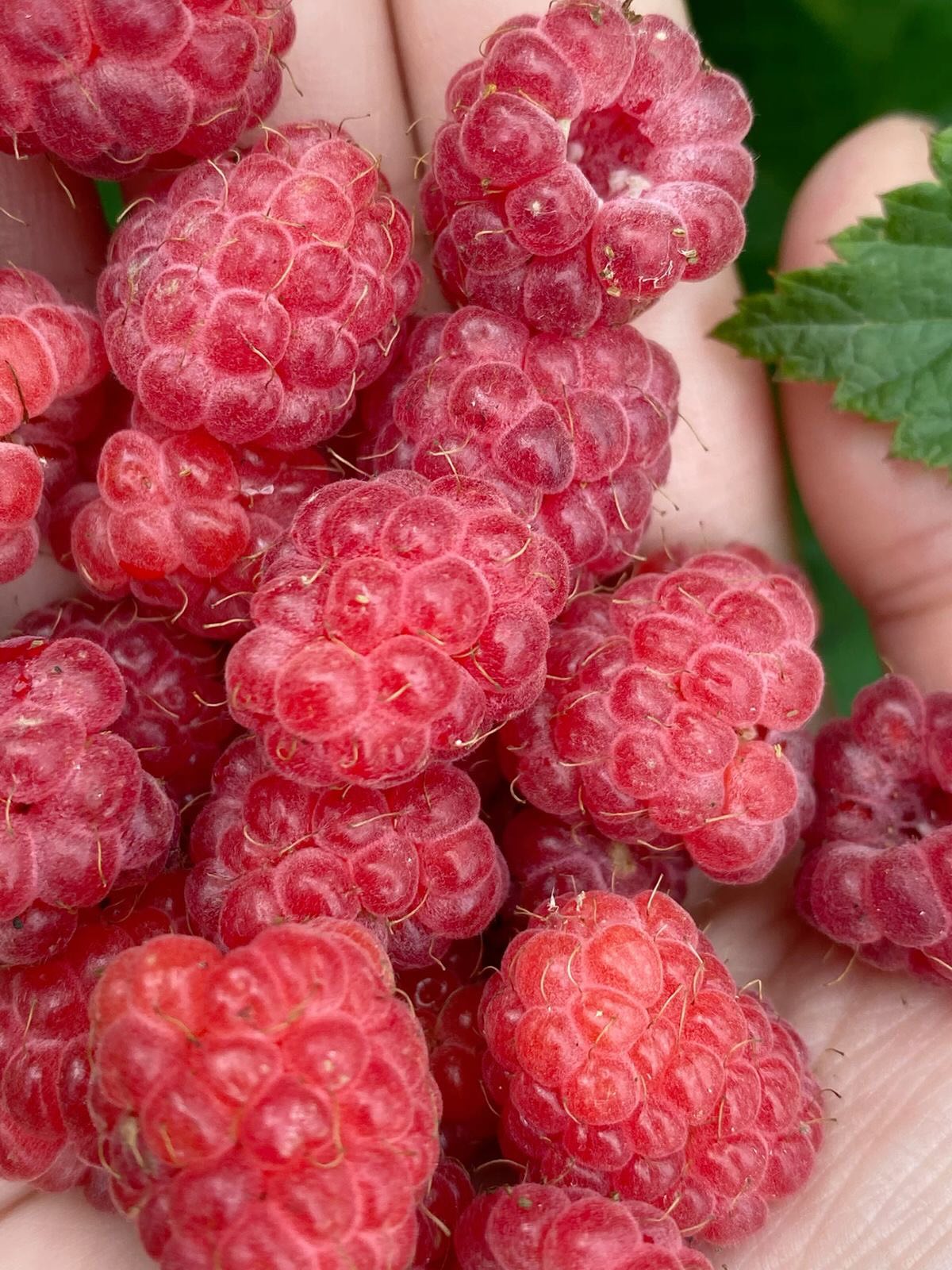 De mange solskinstimer på Sydsjælland bidrager til vores hindbærs smag og sødme. 🇩🇰☀️
Vores solmodne bær som dyrkes i tunnelsystemer, opvarmes af solen og beskytter planterne mod regn og blæst. Vi kan derfor selv i regnfulde perioder bringe friskplukkede bær ind til storbyen 🍓🍒🍇