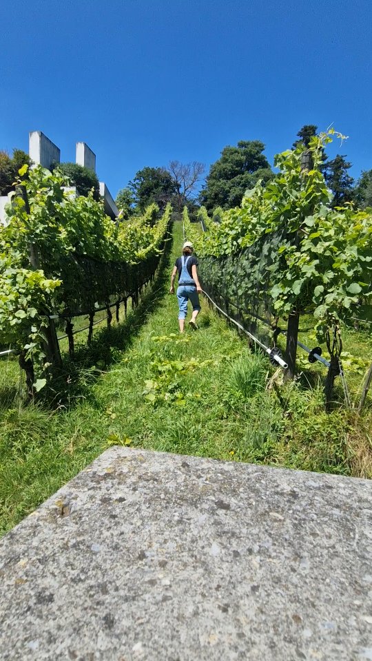 Triebspitzen entfernen
Gerade sind wir auf dem Hof beim Johanniter dabei, die Triebspitzen zu kürzen. ✂️
Wir machen das in diesem Stadium noch von Hand – so können wir die kleineren Triebe gleich einschlaufen und den Dschungel ein wenig bändigen. Die Trauben, die sich bereits ihren Weg durch das Netz gebahnt haben, lösen wir ab. So können wir später, wenn wir die Hagelnetze öffnen, grössere Schäden vermeiden. 🍇
.
.
.
.
.
.
#seeburghof #zentralschweiz #zentralschweizerweine #lucerne #2025 #arbeitenindernatur #natur #wein #biowein #stadtwein #myfarmmoments #landwirtschaft #weingut #swisswine