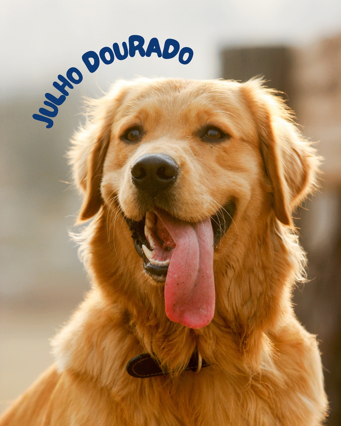 Mês de Conscientização sobre as Zoonoses 🐾
As zoonoses são doenças que podem ser transmitidas entre animais e humanos, como raiva, leptospirose, toxoplasmose, leishmaniose, sarna e micoses. Muitas delas podem ser evitadas com medidas simples e preventivas no dia a dia:
✔ Vacinação em dia
✔ Vermífugos e antipulgas regulares
✔ Higiene e limpeza dos ambientes
✔ Acompanhamento veterinário constante
Na Petplace, trabalhamos com responsabilidade e carinho para garantir saúde e proteção para
os pets — e para todos ao redor deles.
Neste Julho Dourado, cuide com amor. Prevenir é um gesto de ouro. ✨