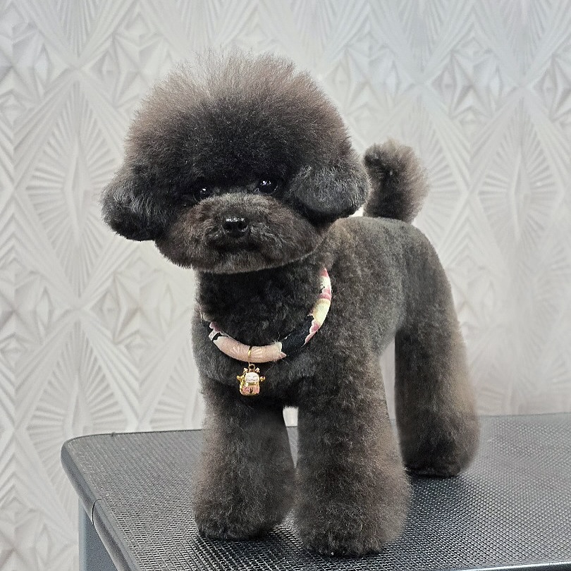 Fluff level: MAXIMUM! ✨ #FluffyAndFabulous
-
-
-
-
-
-
-
#PetsMan #petmobilegrooming #doortodoorservice🚗🏡 #petlovers #petgrooming #petslove #petsgroomer #petsgroomingPetsMan 🛁🐶🐱
📍Service Area : KL / KLANG VALLEY AREA
Feel free to DM us for more info !
WhatsApp us for appointment 0175233811 ☎️