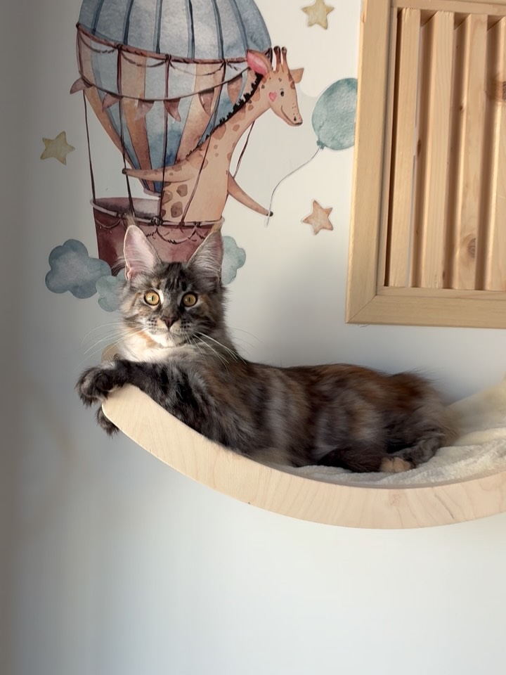J’ai craqué,mes parents ont craqué, ma nièce a fondu 🫠
Et maintenant… c’est à votre tour de tomber sous le charme d’April, notre adorable (petite) Maine Coon de 5 mois ! 🐾
Pour accueillir au mieux nos chatons, on a créé une pièce rien que pour eux : un espace calme et sécurisé, loin de l’agitation des plus grands.
Un endroit parfait pour faire leurs premiers pas à la pension, se sociabiliser en douceur, et se faire plein de nouveaux copains félins.
Bref, une vraie petite crèche pour chatons 🐱💕