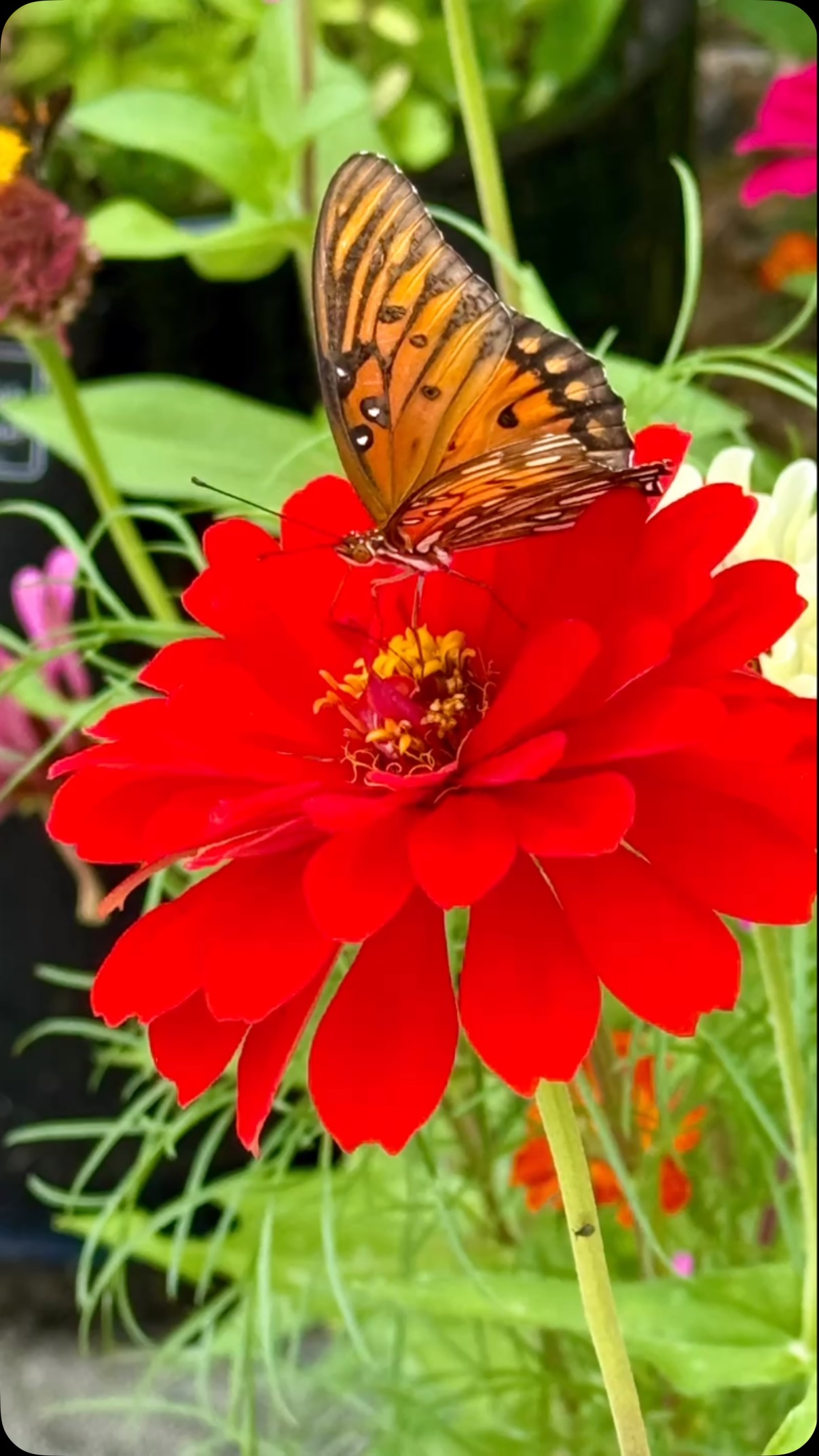 My garden was full of gorgeous flowers and butterflies this morning. Such a great way to start the day.
#englishgarden #butterflies #notcandlerelatedatall #natureisamazing #inspired