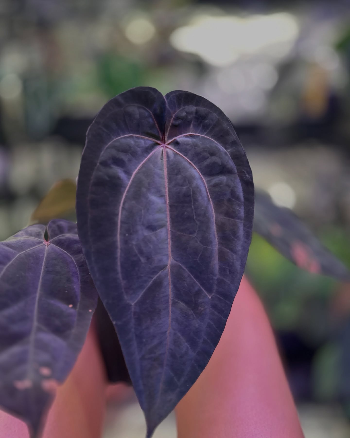 This is in my collection?! 😭🤮🥹🥹🥹
A. (Ace of Spades x Dressleri) X Red Crystal PM1
@steventhurium @understory_oasis
#stunningplants #mindblown #aroidaddict #gratitude #aroidsociety #aroidcollection #darkfoliage #anthuriumaceofspades #anthuriumdressleri #anthuriumredcrystallinum #anthuriumhybrid #aroidmania #velvety #swamptrash