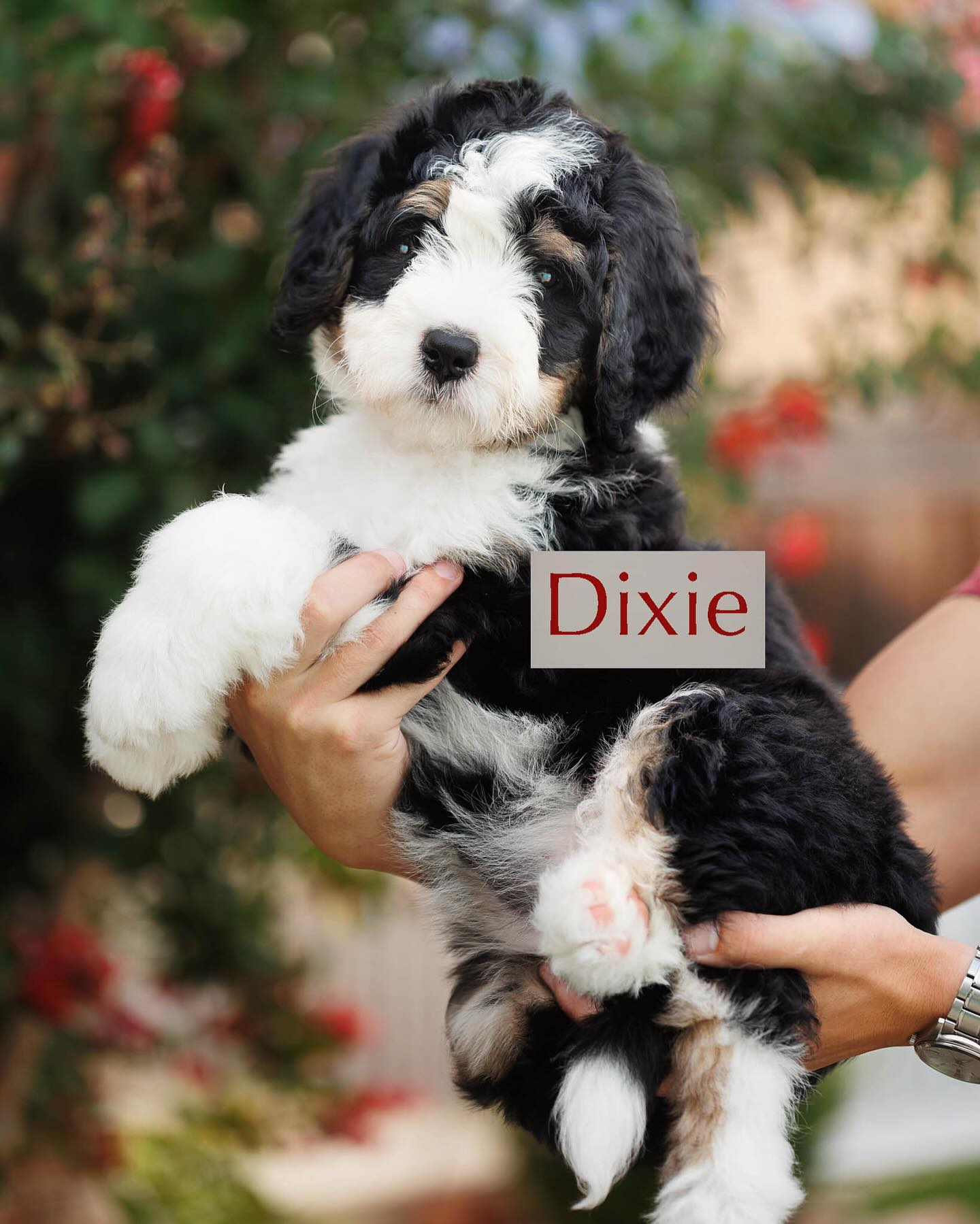 UPDATE: all three of these precious pups have found their forever home …🙌🏻
We have 3 Sweet Bernedoodle Girls Looking for Their Forever Families!
Summertime is the perfect time to welcome a new furry best friend and we have three precious Bernedoodle girls still available from our amazing litter!
They are F1 Standard Bernedoodles, expected to be around 50–80 lbs full grown, with low to non-shedding coats. Each girl has a laid-back, affectionate personality and is sure to bring joy wherever she goes.
They’ll be ready to go home July 18–19, just in time for backyard play, lake days, and cozy summer nights. 🌻🌙
If you’ve been dreaming of the perfect companion, now’s your chance! 🎉
📩 DM us or visit our website for more info. We’d love to help match you with your new best friend!
#BernedoodlePuppies #texashowdydoodles #SummerPuppyVibes #TexasHowdyDoodles #F1Bernedoodle #PuppyLove #DoodlesOfTexas