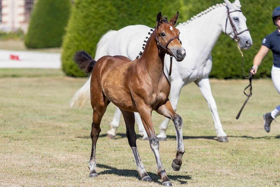 🥈Petite Étoile de JIMA🥈
Retour en image de la magnifique 2ème place de Petite Étoile de JIMA (SWYN BARRADE X DEXTER LEAM PONDI) lors du local de St Lo ce 12 juillet 🤩
Petite Étoile qui se qualifie largement avec une moyenne de 16,90, pour le national et le Grand match des Dames 🥰
🔜 Grand match des Dames à St Lo 🍀
📸 @mathieu_lch_photographie