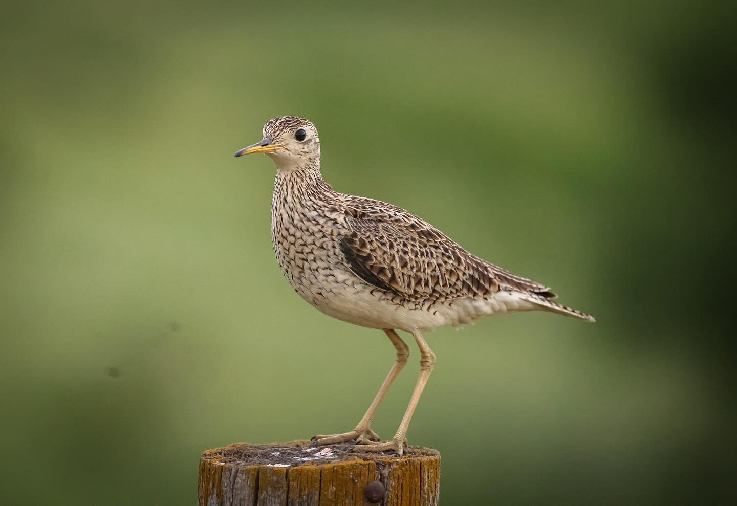 Upland Sand Pipers help indicate prairie health.
Canon R5 & Canon RF 100-500mm f4.5-7.1 L IS USM
#nebraska #nebraskaphotography #nebraskawildlife #wildlifephotography #wildlife #birds #birds_nature #uplandsandpiper