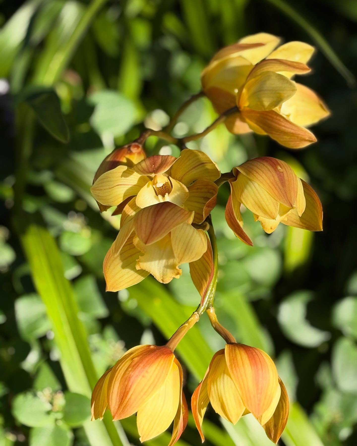 Cymbidium orchids (Boat Orchids) flowering in my winter garden. Said to date back back to Confucius (about 551 BC). Originating from the foothills of the Himalayas, and closer to home - in parts of Australia. Cut blooms last up to 3 months. Cymbidiums like bright, indirect light. Dappled light under a tree works well. Cooler night temperatures encourage blooms. Watch out for slugs and snails, they love munching on the blooms!
