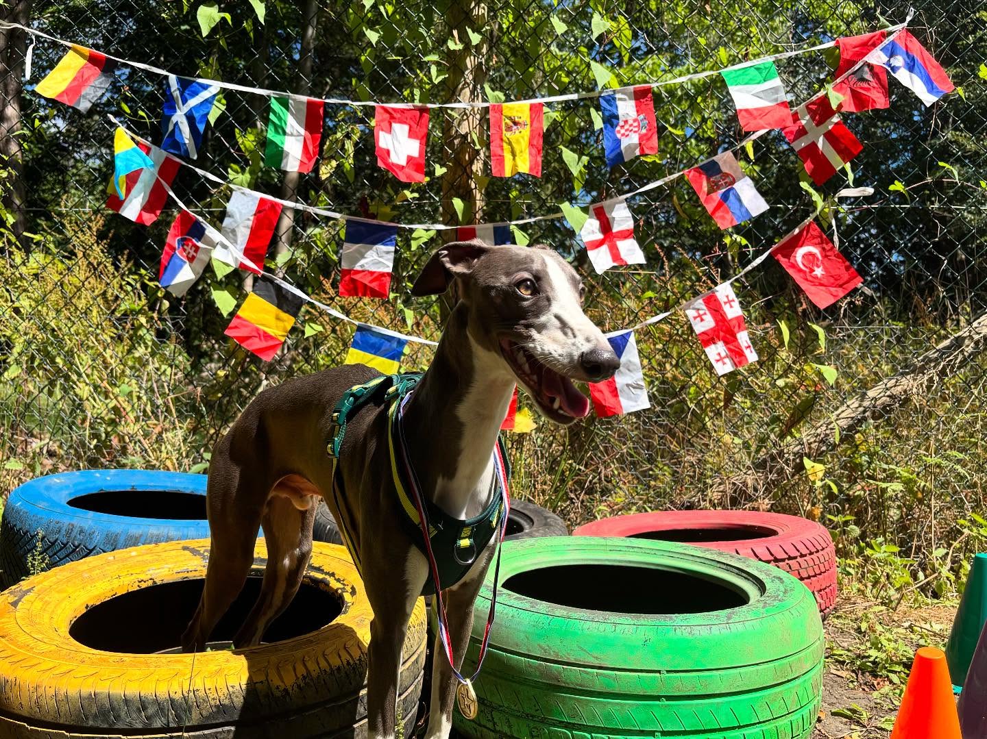 Last week, the Puplympics returned—and our athletes did not disappoint! 🐾🏅 From fetch sprints to agility relays, the games were fierce (and full of zoomies). Every pup earned a medal and a well-deserved nap! 🐶💤 #Puplympics2025 #GoldMedalGoodBoys #ChampionChasers