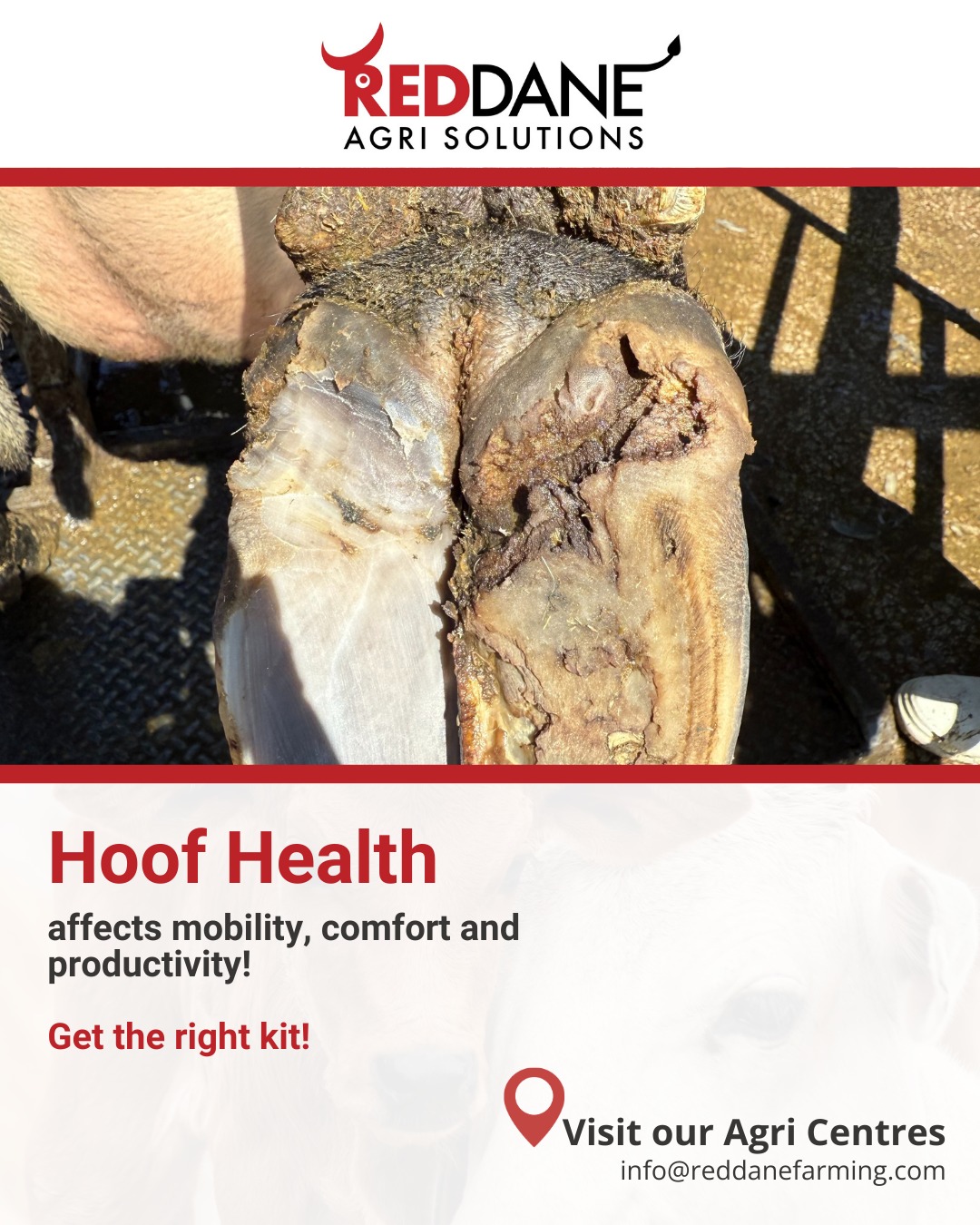 🐄 Healthy Hooves = Productive Cows 🐄
Don't overlook Hoof Care — it's essential for preventing lameness, boosting milk yield, and improving overall herd health.
We are offering tools for your regular hoof maintenance:
✔️ Hoof Trimmer – for safe and effective length corrections
🔪 Hoof Knife – to clean out infections and overgrowth
🧪 Formalin Solution – to disinfect and harden hooves
👣 Wound Sprays – to treat cuts and prevent infections
#RedDaneAgriSolutions #RedDaneFarming #HoofCare #HealthyHerds #LivestockCare #CattleFarming #AnimalHealth #WeAreLivestock