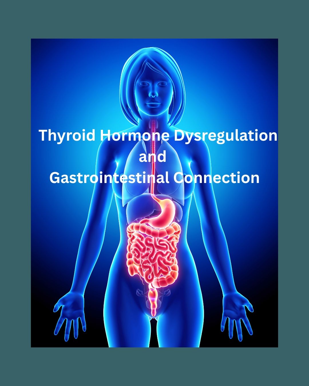 Thyroid hormones influence nearly all body organs, regulating metabolism and affecting the gastrointestinal system. Disturbances in thyroid function can lead to various digestive symptoms, which may delay diagnosis and result in serious consequences. Patients with thyroid issues are at higher risk for specific gastrointestinal pathologies. While gastrointestinal motor dysfunction is recognized as a primary cause of symptoms, many complex interactions remain unclear.
