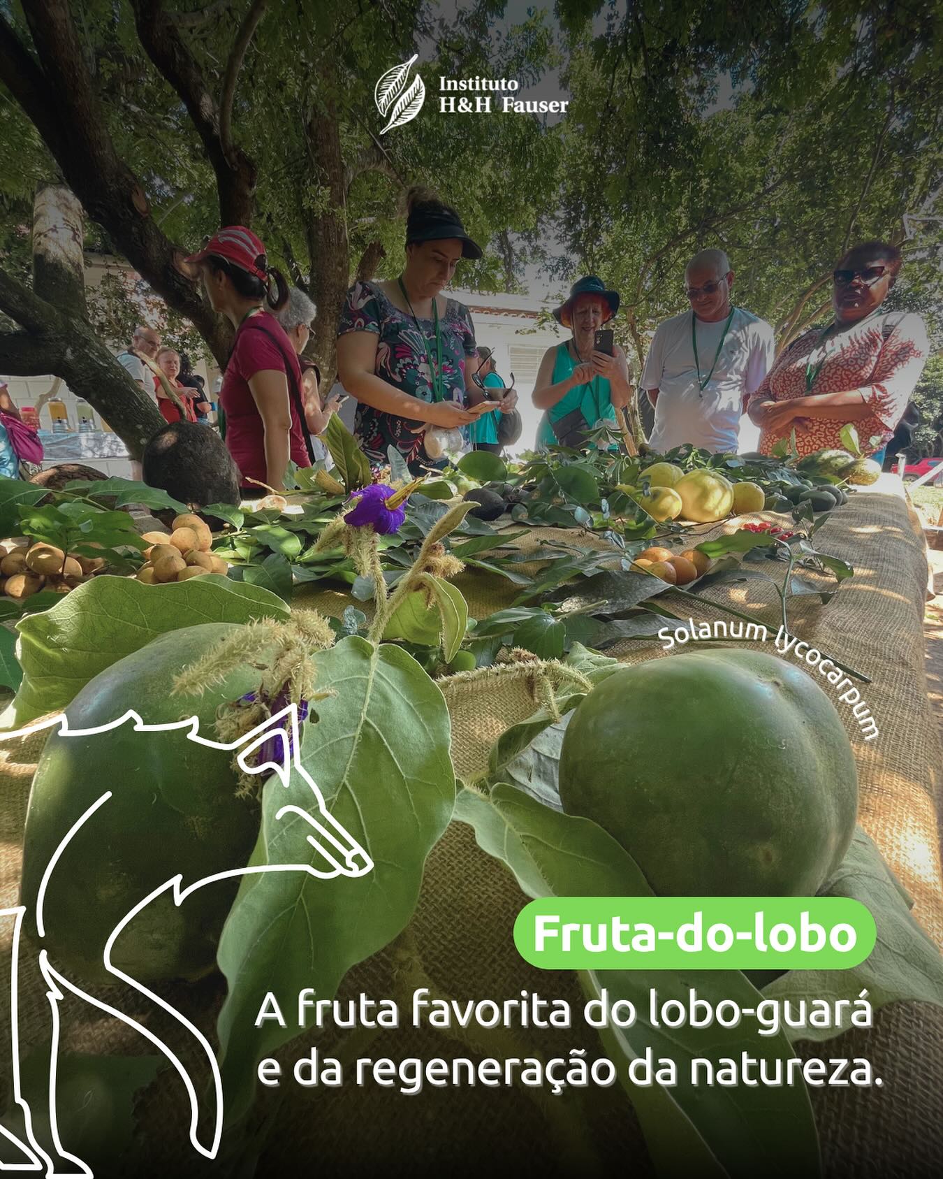 Você sabia que a fruta-do-lobo é nativa do Cerrado e das zonas de transição com a Mata Atlântica?
Ela não é só a favorita do lobo-guará, como seu fruto tem propriedades medicinais e pode ser usado no preparo de geleias, doces e molhos. É rica em compostos bioativos, mas seu consumo deve ser feito com moderação.
Além disso, é uma espécie pioneira! Ajuda na regeneração de áreas degradadas e é aliada em projetos de restauração florestal. 🌱
Uma fruta que alimenta, cura e ainda regenera. E aí, já conhecia ela? 😌
#ihhfauser #frutadolobo #loboguará #frutasnativas #biodiversidade #restauracaoflorestal #valedoparaíba