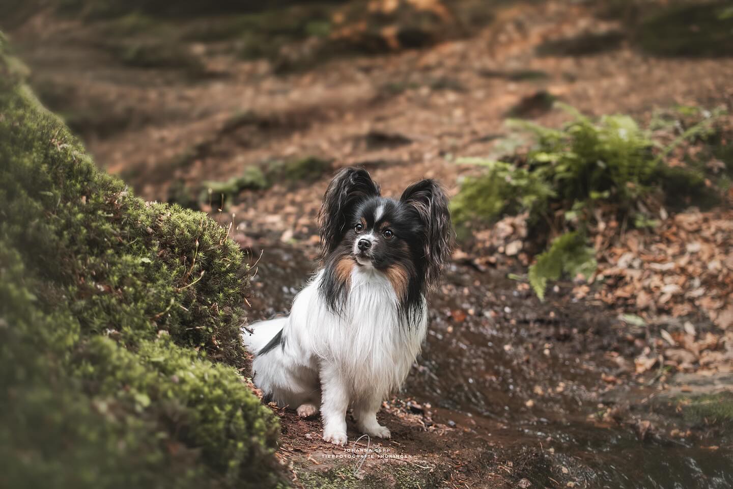 SIMBA 🤍
Das Shooting im Mai mit Jasmin & Simba war richtig schön! Tatsächlich der erster Papillon den ich kennen gelernt habe und er hat mich direkt total um den Finger gewickelt 😍🥹
Ich habe richtig viele Favoriten an den Wegen und in der Landschaft 🌳 Wir haben aber auch noch ein paar richtig schöne Bilder direkt in der Drachenschlucht gemacht, die sehen so mystisch aus und alles wirkt irgendwie doppelt so groß, wenn so ein kleiner Hund der Mittelpunkt ist 🏔️😍
Für einen kleinen Vorgeschmack auf die Bilder in der Drachenschlucht könnt ihr auch einen kleinen Blick in die aktuelle Story oder ins Highlicht von 2025 werfen 🤗
Morgen Abend nach der Arbeit setze ich mich nochmal kurz an den Bildschirm und packe dann meine Tasche für‘s Wochenende, da geht es nämlich auf eine Hochzeit 🤗☀️
•
Du hast Fragen oder möchtest direkt ein Shooting buchen? Meld dich gern 🌸
📧 info@tierfotografie-thueringen.de
💻 www.tierfotografie-thueringen.de
#hundefotografie #tierfotografie #thüringen #papillon #papillons