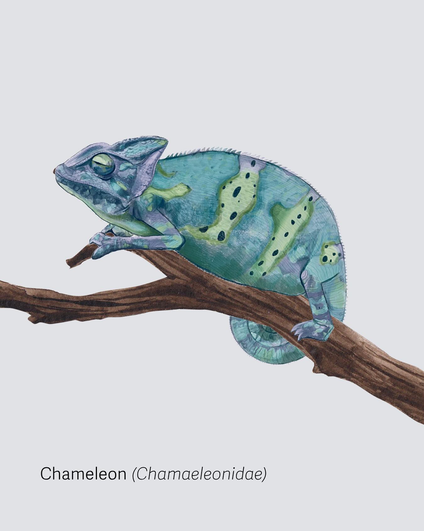 Chameleon (2024)- Adobe Illustrator and Procreate
This photo the study of chameleon was created digitally to emulate my traditional watercolor style. This was made for my sister who sees chameleons as a sign of positive change and acceptance.