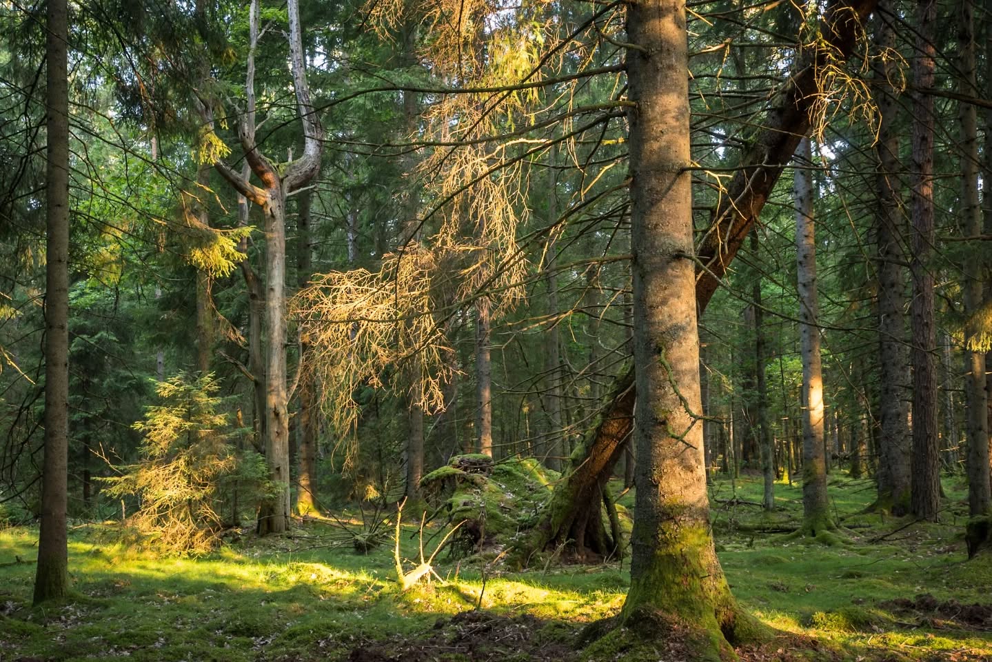 Morning light in the old forest.
#innature
#innaturephotos
#intheforest
#morninglight
#oldgrowthforest
#forest
#firstlight
#forestbeauty
#forestlight