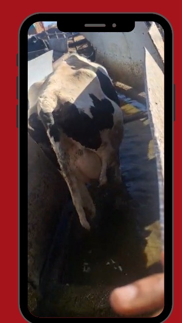 Part 2 of July's Tip of the Month focuses on how to prevent hoof problems in your herd. Ensuring your cows have a secure, non-damaging surface to stand and walk on, and regularly foot-bathing, are two of the best ways to keep their hooves healthy.
#reddaneagrisolutions #zimbabwedairyfarming #hoofcare #dairyfarming #dairycattle #cattlehooves #footbathing #formalin #wearelivestock