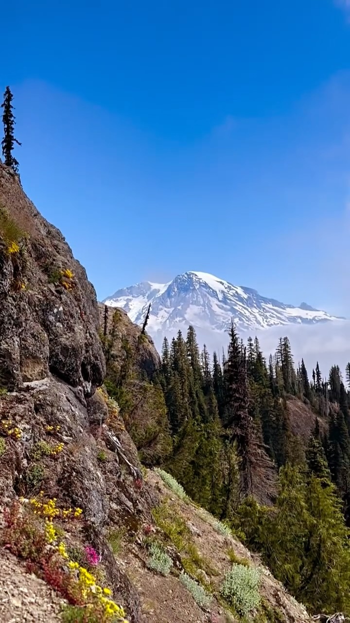 High Rock Lookout 🏔️
3.2 miles/1,328 ft elevation gain
This might just win the award for biggest payoff view-wise with least investment.
All Trails rates this hike hard—it is a pretty non-stop ascent with a scramble at the top and some pretty insane spots with the potential for falling hundreds of feet down—but we were amazed by how insane the views are without having to approach double-digit mileage. Mt Rainier, Hood, and Adams are all visible on a clear day.
Bonus: this hike is outside the bounds of Rainier NP which means you can bring your dog (!!), on-leash only. We don’t like to leave Everest behind so that was a major appeal. We also got super lucky to have it mostly to ourselves — we started the hike around 8am and saw ~10 other hikers the whole time, including up at the lookout.
If you go: a post-hike stop at Whittaker’s Bunkhouse for coffee & huckleberry ice cream is essential. Also note that this hike will be closed for fire look out restoration until September 15, but that still give you time to fit it in this hiking season. Happy trails! 🥾
.
.
.
.
.
.
#getoutsideandplay #exploremore #pnwonderland #thefuturewild #hikewashington #firelookout #hikking #hikelikeagirl #mountainhiking #mtrainier