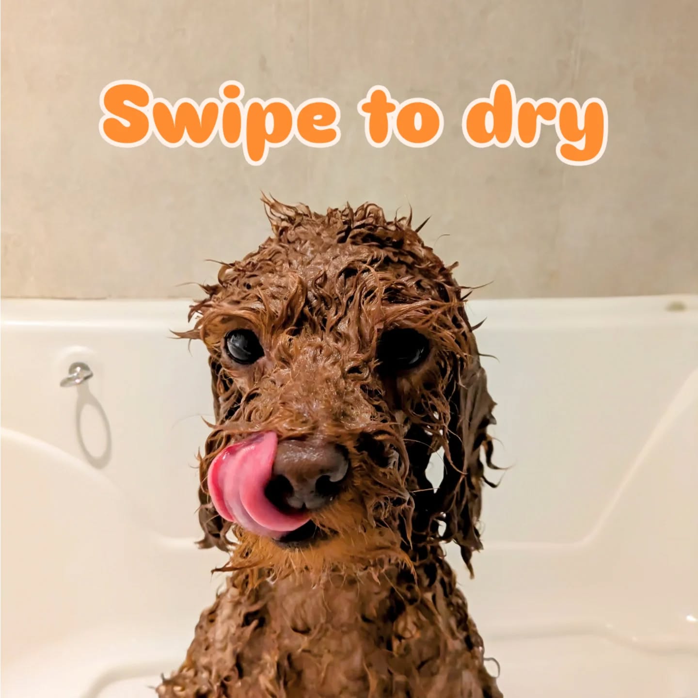 🌬️✂️✨
#toypudel #toypoodel